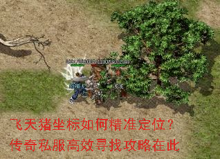 飞天猪坐标如何精准定位?传奇私服高效寻找攻略在此 飞天猪坐标如何精准定位?传奇私服高效寻找攻略在此