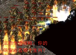 宠物传奇攻略:你的萌宠对应哪个生肖? 宠物传奇攻略:你的萌宠对应哪个生肖?